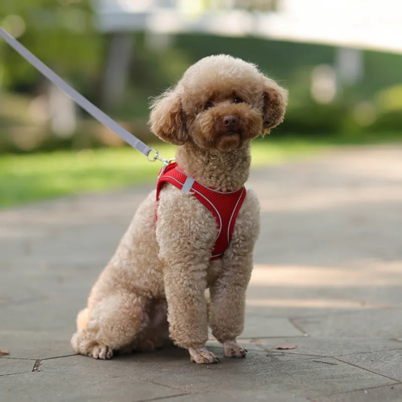 Pet Harness Leash Set