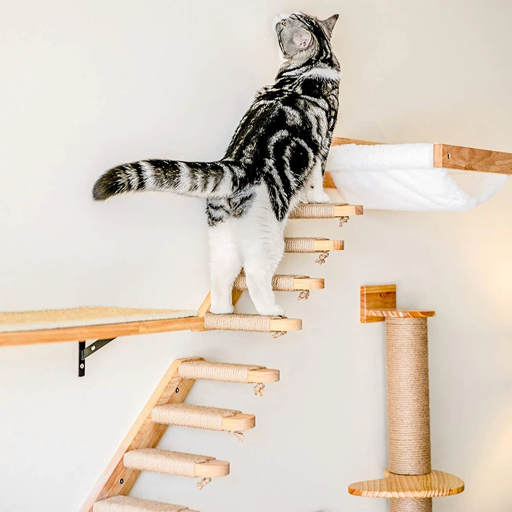 Cat Climbing Shelf Wall