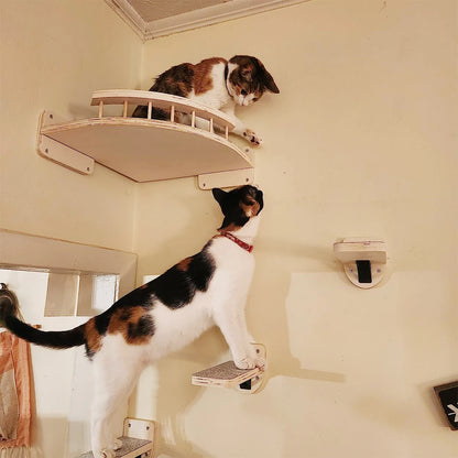 Cat Climbing Shelf Wall